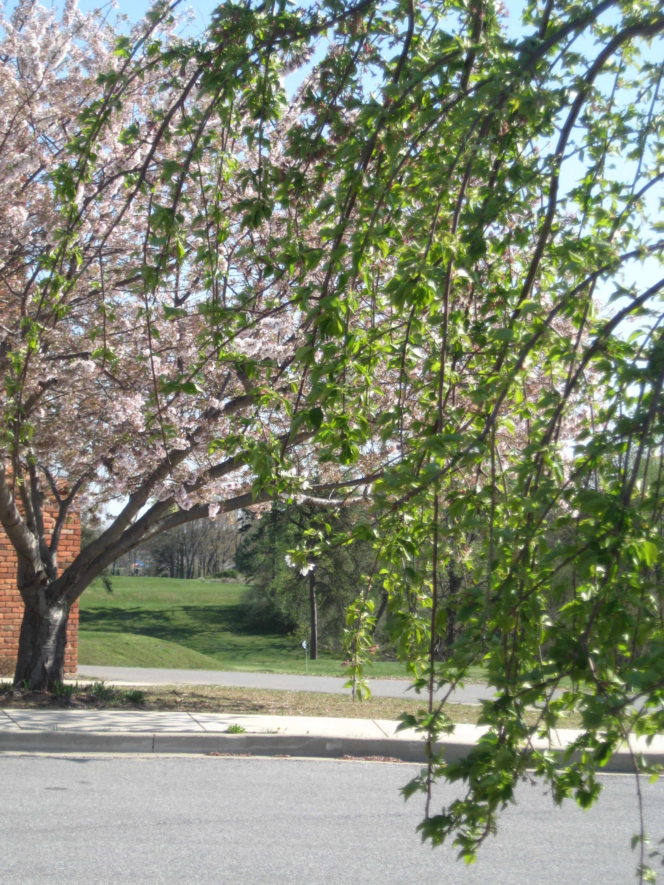 View of No. 9 green through entrance trees
